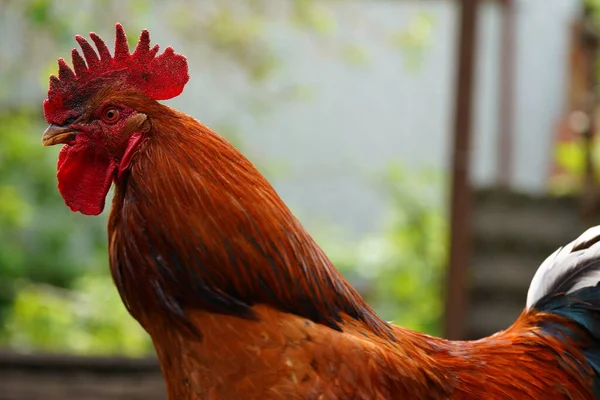 パドックの大人の鶏 威厳のあるコック屋外の肖像 — ストック写真