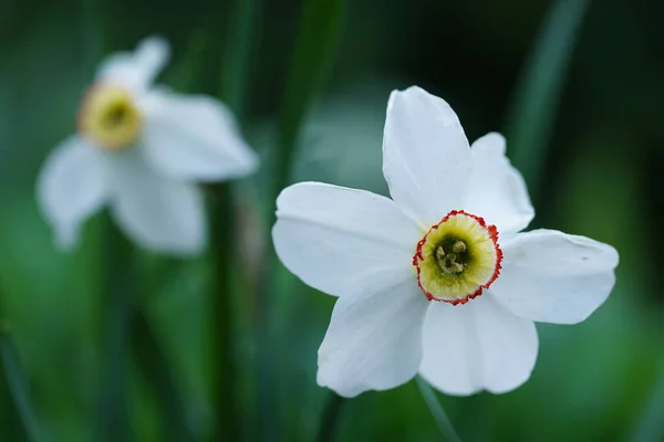 Primer Plano Narciso Blanco Sobre Fondo Borroso Verde Hermosa Flor —  Fotos de Stock