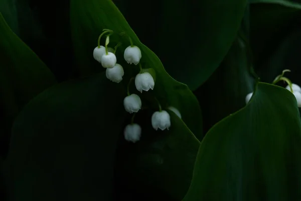 Retrato Hermosa Convallaria Primer Plano Campanas Blancas Sobre Fondo Hojas — Foto de Stock