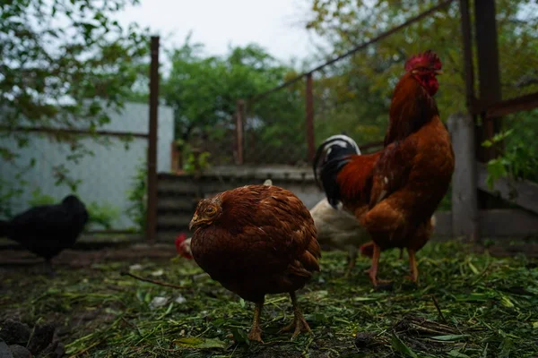 Közelkép Kifejlett Kakas Csirkék Paddock — Stock Fotó