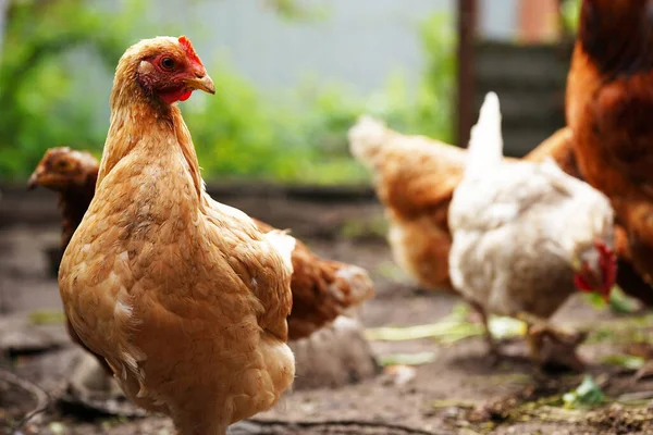 田舎の田舎の庭に立っている鶏 鶏小屋の裏庭に立っている鶏のクローズアップ — ストック写真