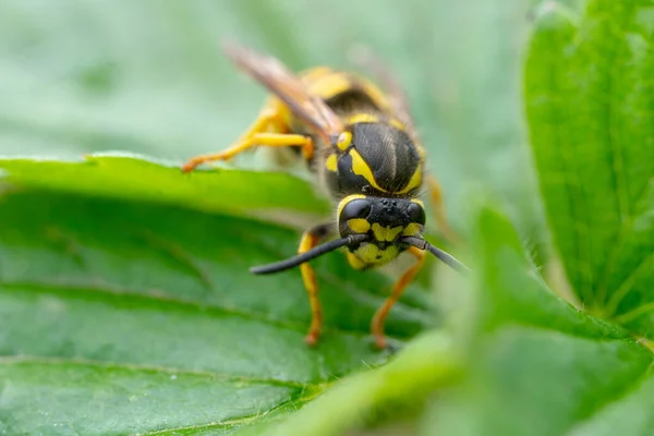 Die Gefährliche Gelb Schwarz Gestreifte Gemeine Wespe Sitzt Auf Blättern — Stockfoto