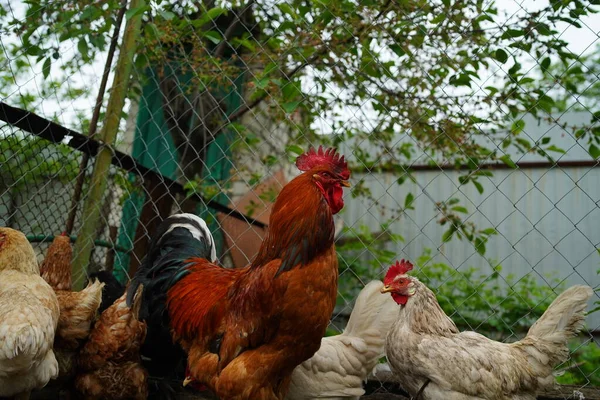 Primer Plano Del Gallo Adulto Con Gallinas Paddock —  Fotos de Stock