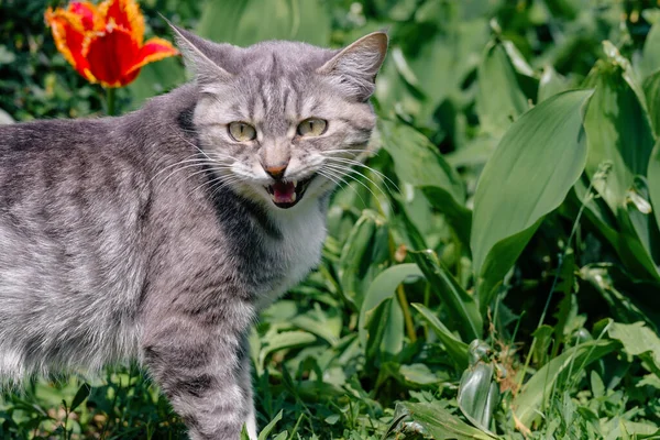 Portrét Domácí Kočky Procházející Zelené Zahradě Zblízka Kočička Těší Přírodu — Stock fotografie