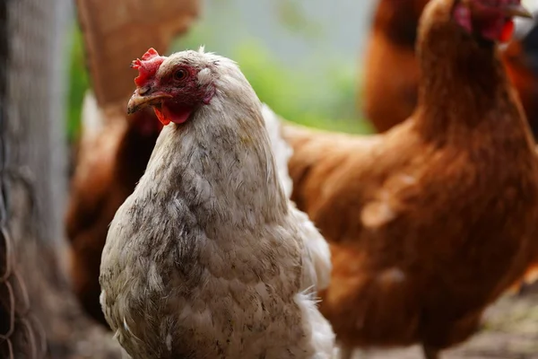 Chicken standing on a rural garden in the countryside. Close up of a chicken standing on a backyard shed with chicken coop.