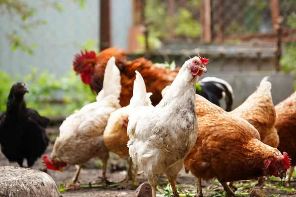 普通的红公鸡和小鸡在农场的围场里散步时寻找谷粒 — 图库照片