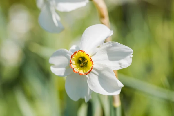 Primer Plano Narciso Blanco Sobre Fondo Borroso Verde Hermosa Flor —  Fotos de Stock