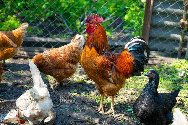 成年公鸡与鸡在围场的近距离接触 — 图库照片