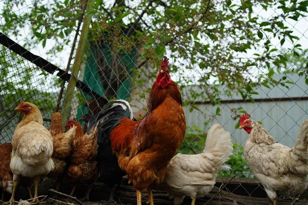 成年公鸡与鸡在围场的近距离接触 — 图库照片