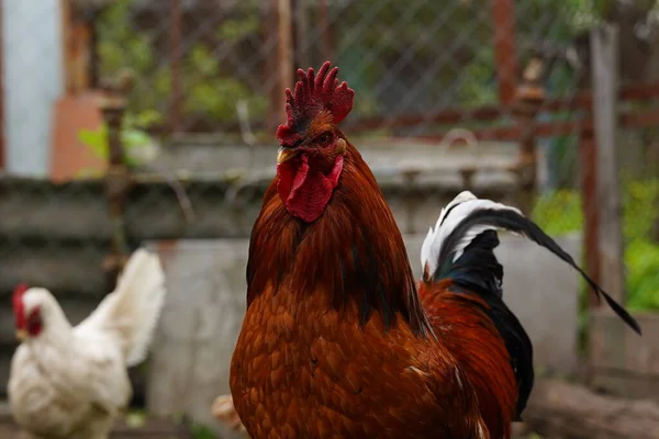 Der Erwachsene Hahn Fahrerlager Porträt Von Stattlichen Schwanz Freien — Stockfoto