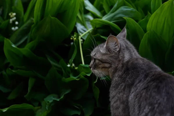 Close Van Witte Narcissen Groene Wazige Achtergrond Mooie Bloem Bij — Stockfoto