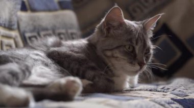 Kanepede yatan evcil kedi portresi. Kanepede dinlenen kediciği kapat.