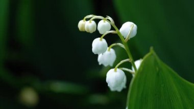 Çok güzel bir nekahat portresi. Yeşil yaprakların arka planındaki beyaz çanları kapat.