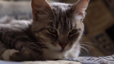 Kanepede yatan evcil kedi portresi. Kanepede dinlenen kediciği kapat.