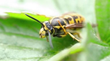 Tehlikeli sarı ve siyah çizgili sıradan eşekarısı yaprakların üzerinde oturur.