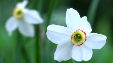Yeşil bulanık arkaplandaki beyaz narsisi kapat. Açık havada güneşli havada güzel bir çiçek.