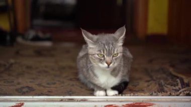 Evcil kedi evde yerde oturuyor. Odadaki halının üzerinde dinlenen kediciği kapat.