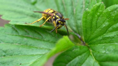 Tehlikeli sarı ve siyah çizgili sıradan eşekarısı yaprakların üzerinde oturur.