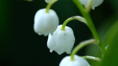 Çok güzel bir nekahat portresi. Yeşil yaprakların arka planındaki beyaz çanları kapat.