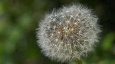 Beyaz karahindibayı kapat. Bulanık yeşil arka planda makroda çiçek açan hava topu. Doğa arkaplanı kavramı