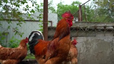 Kırsal kesimde bir bahçede duran tavuk. Arka bahçedeki kümeste tavuk kümesi olan bir tavuğun yanına..