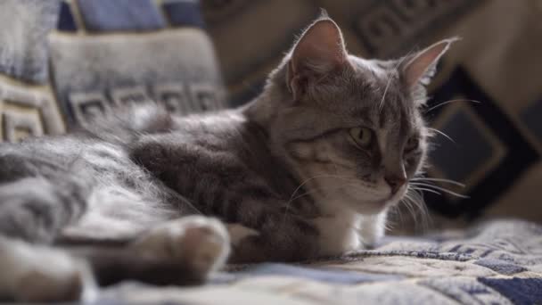 Портрет Домашней Кошки Лежащей Диване Закрыть Киску Сидящую Диване — стоковое видео