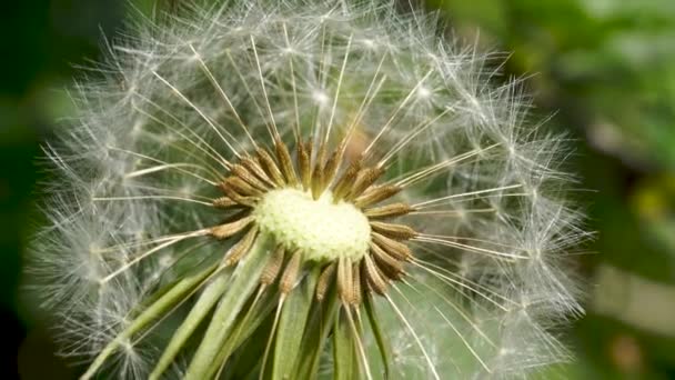 Nahaufnahme Von Weißem Löwenzahn Blühender Pusteblume Makro Auf Verschwommenem Grünem — Stockvideo