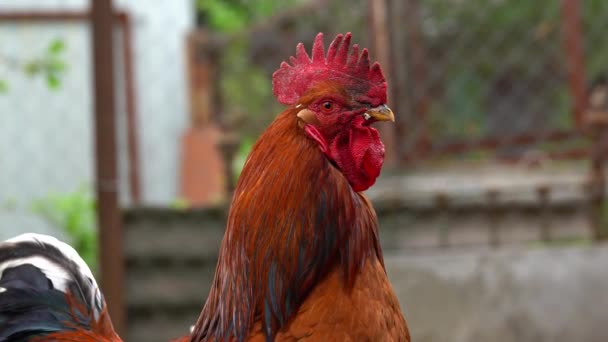 Gros plan du coq adulte avec des poulets dans le enclos .