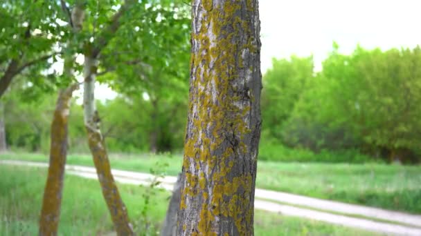 Jeune homme en masque médical noir et gants suspendus à un arbre dans un bois. Homme adulte profitant de la nature à la campagne dans l'infection épidémique de coronavirus période .