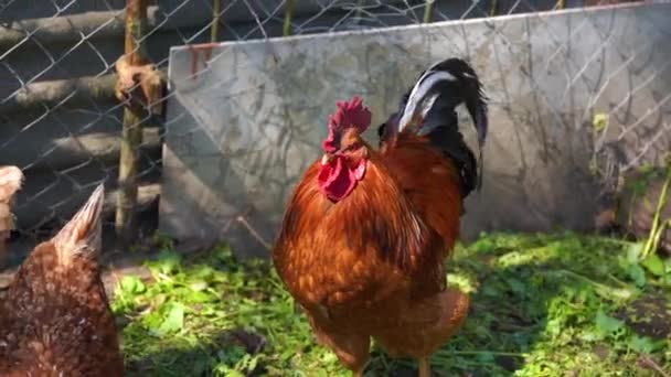 Gros plan du coq adulte avec des poulets dans le enclos .