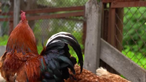 Gros Plan Coq Adulte Avec Des Poulets Dans Enclos — Video