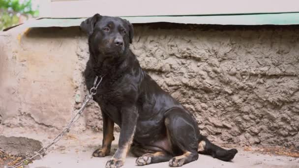 チェーン上の大きな黒い犬が家を守っている 犬を見て — ストック動画