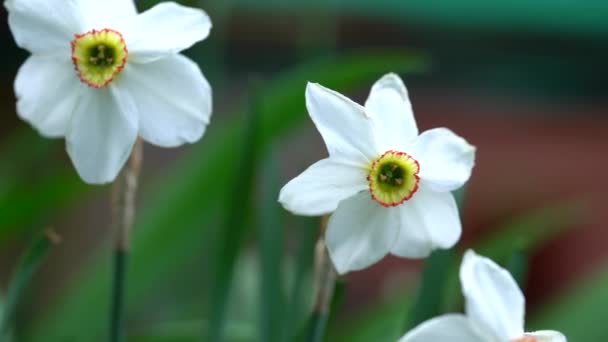 Close Narciso Branco Sobre Fundo Embaçado Verde Bela Flor Tempo — Vídeo de Stock