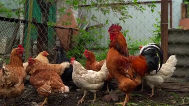 Gros Plan Coq Adulte Avec Des Poulets Dans Enclos — Video