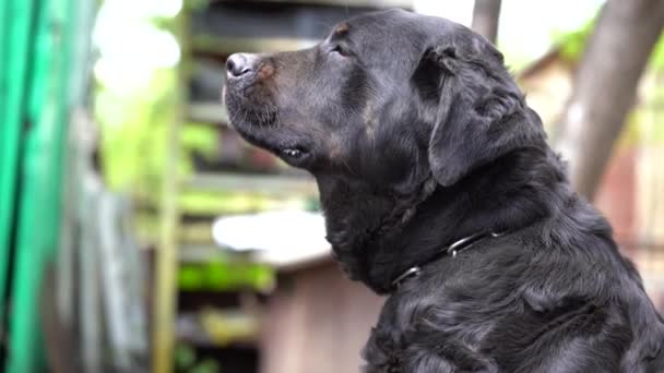 Un grand chien noir sur une chaîne garde la maison. Chien de surveillance 