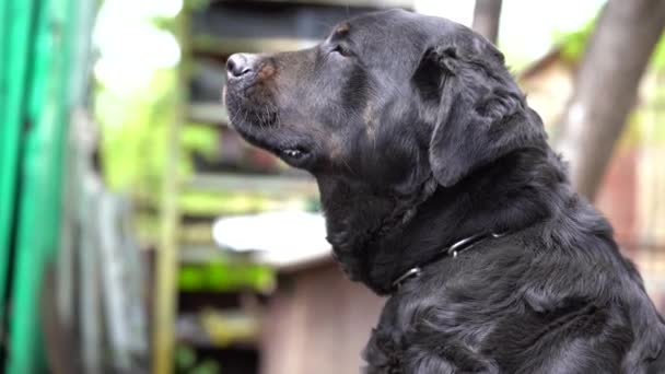 Ein Großer Schwarzer Hund Einer Kette Bewacht Das Haus Wachhund — Stockvideo