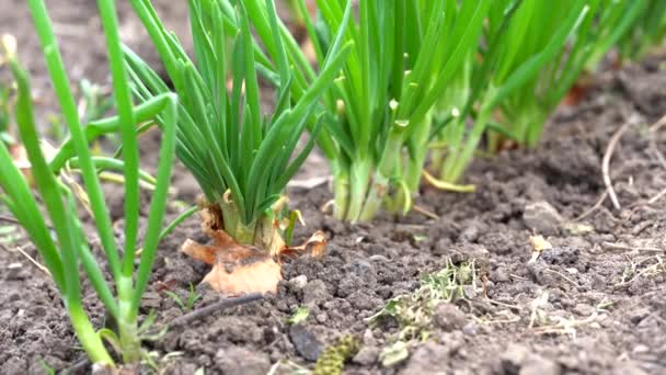 정원에서 양파를 키우는 마무리하 십시오 — 비디오