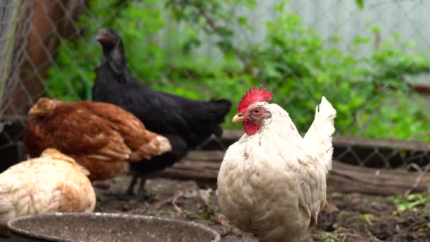 Pollos Buscan Grano Mientras Caminan Paddock Una Granja — Vídeo de stock