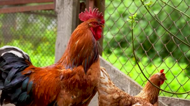 Großaufnahme Eines Erwachsenen Hahns Mit Hühnern Auf Der Koppel — Stockvideo