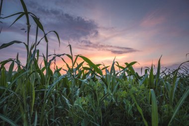 Kırsal alanda gün batımı. Tarlalar ve kırsal alanlar. Doğa manzarası. Buğday tarlasında gün batımı.