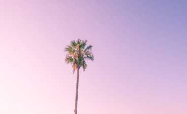 Gün batımında sahilde siluet hindistan cevizi palmiyesi. Klasik ton.