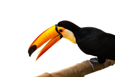 Toucan with orange beak clipart