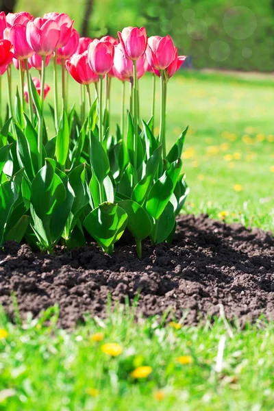 Frische magenta Tulpen mit Gras und Erde — Stockfoto