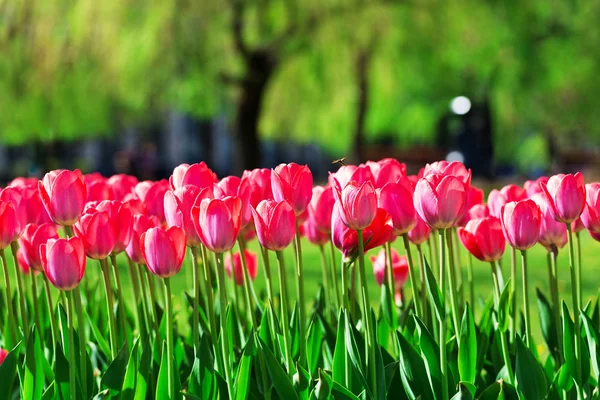 Frische magenta Tulpen — Stockfoto