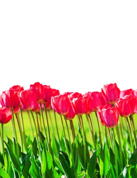 Frische magenta Tulpen — Stockfoto