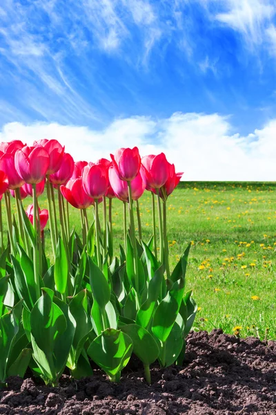 Frische magenta Tulpen — Stockfoto