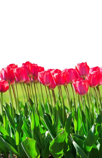 Frische magenta Tulpen — Stockfoto