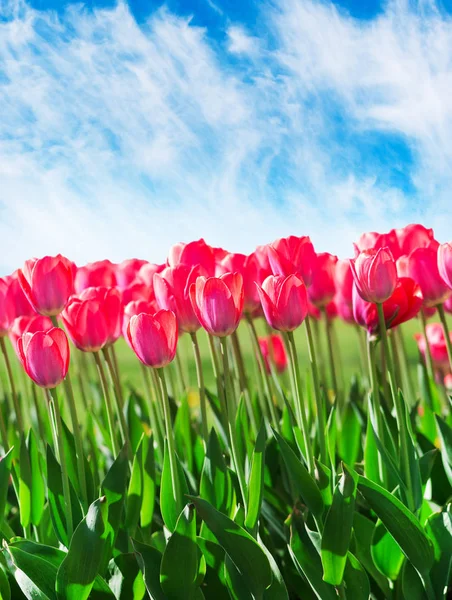 Frische magenta Tulpen mit Himmel — Stockfoto