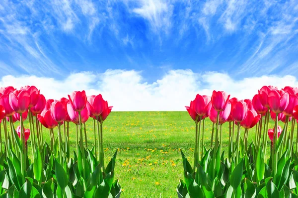 Fresh magenta tulips — Stock Photo, Image