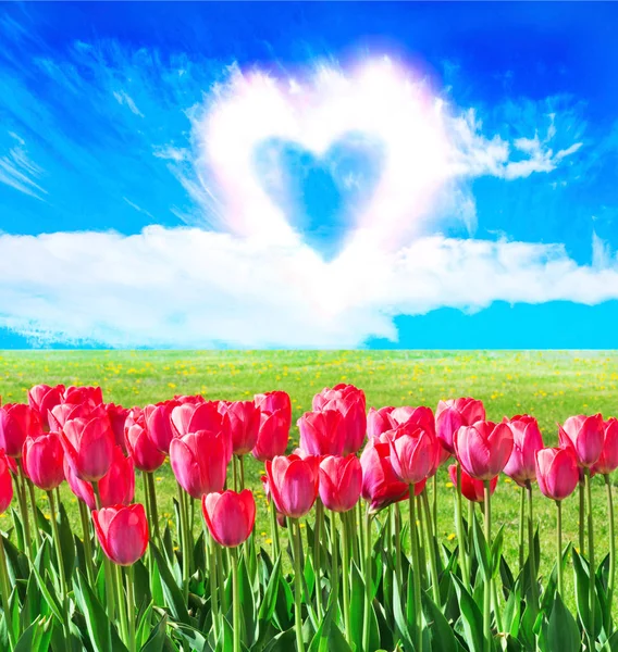 Fresh magenta tulips in the field — Stock Photo, Image